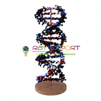 DNA Model, Standing, Economy