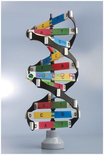 DNA Activity Model