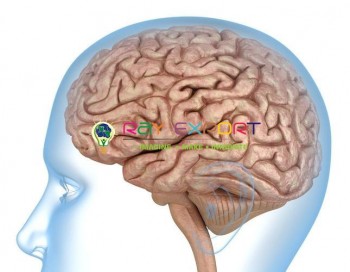 Human Brain Model in Head type 2