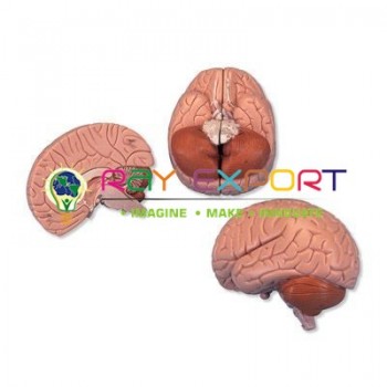 Human Brain Model, 2 Parts