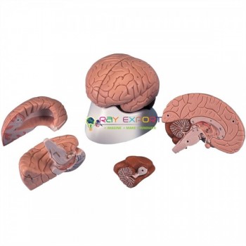Human Brain Model, 4 Parts