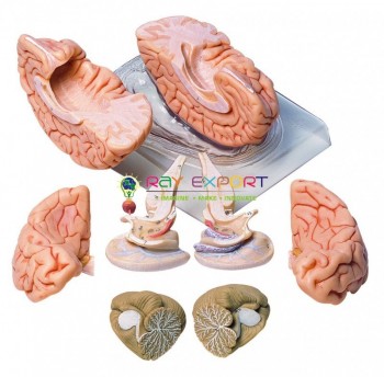 Human Brain Model, 8 Parts