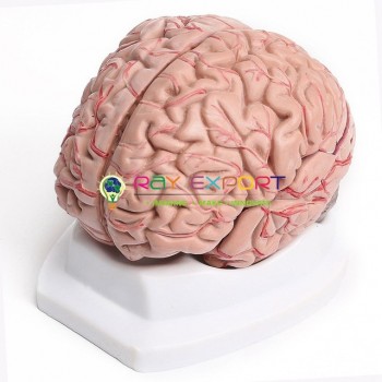 Human Brain Model with Arteries, PVC, 8 Parts