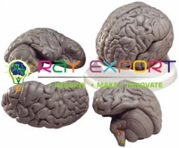 Human Brain Model, Plastic, 3 Parts