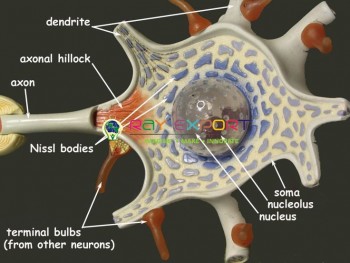 Neuron Model
