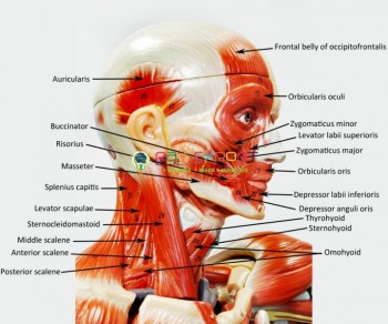 Human Head Model with Muscles