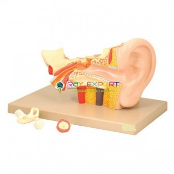 Human Ear Model, 5 Parts, Superior
