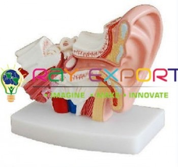 Ear model, PVC Plastic