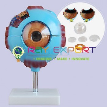 Human Eye kit Model (Functional)