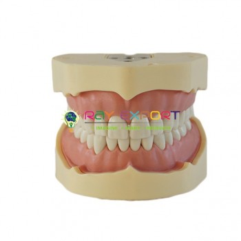 Human Teeth Model, Dental Care