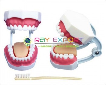 Human Teeth Model, Dental Care, Small