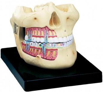 Human Teeth Model, Upper and Lower Jaw