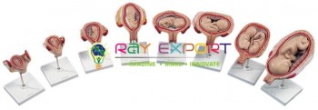Human Embryo Development Set