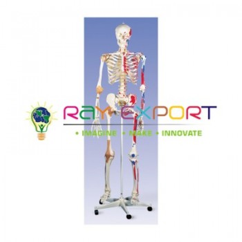Human Skeleton Model, Superior