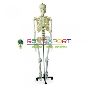 Human Skeleton Model, PVC, Life Size