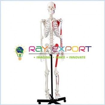 Human Skeleton Model, Painted, Life Size