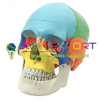Human Skull Model, Life Size Coloured