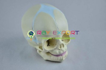 Human Skull Model, Infant