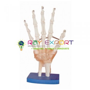 Human Hand Joint Model with Ligaments, Life-Size