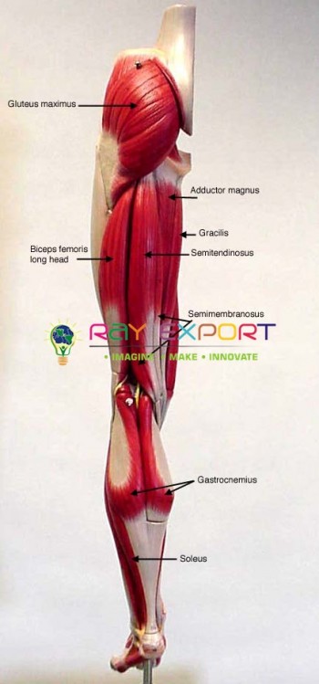 Human Leg Bone Model With Blood Vessels