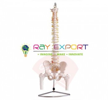 Human Vertebral Model With Pelvis & Femur Heads