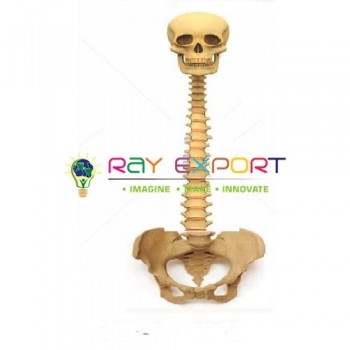 Human Vertebral Column Model With Skull