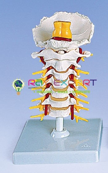 Human Cervical Spinal Column Model