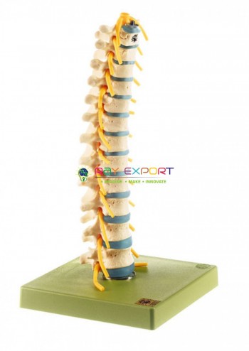 Human Thoracic Spinal Column Model