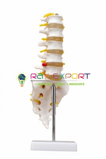 Human Lumbar Spinal Column Model