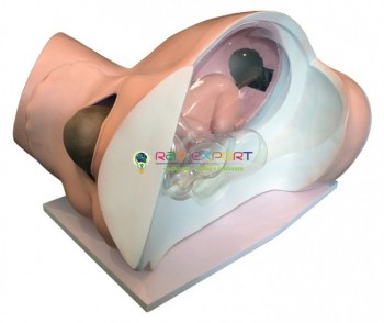 Human Birth Demonstration Model