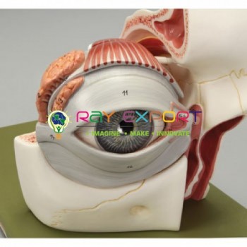 Human Eye With Orbit Anatomy Model For Biology Lab