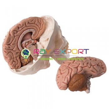 Human Brain, With Arteries, 2 Parts Anatomy Model For Biology Lab