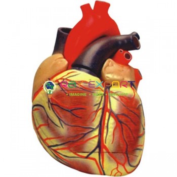 Human Heart 3 Times Life Size Anatomy Model For Biology Lab