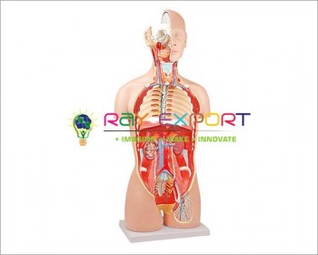 Human Torso, Dual Sex With Open Back 27-Part For Biology Lab