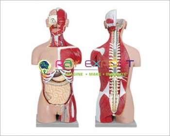 Human Torso Dual Sex 24 Parts For Biology Lab