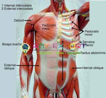 Human Torso With Muscles For Biology Lab