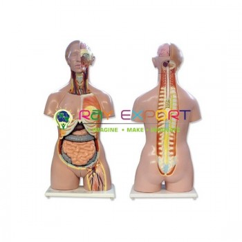 Human Torso With Interchangeable Sex Organs For Biology Lab