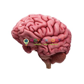 Human Brain 4 Parts Anatomy Model For Biology Lab