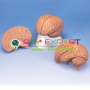 Human Brain 2 Parts Anatomy Model For Biology Lab