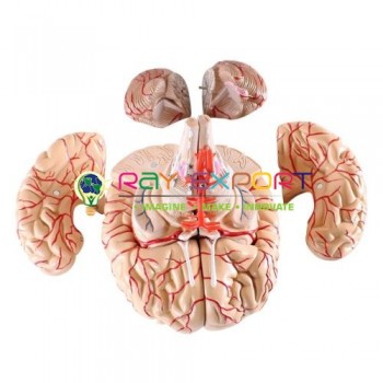 Human Brain With Arteries 9 Parts Anatomy Model For Biology Lab