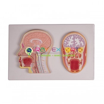 Human Head, Median And Frontal Section Anatomy Model For Biology Lab