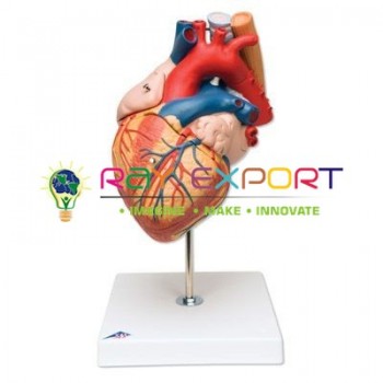 Human Heart, 4 Parts Anatomy Model For Biology Lab