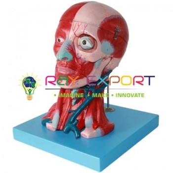 Human Head And Neck Anatomy Model For Biology Lab