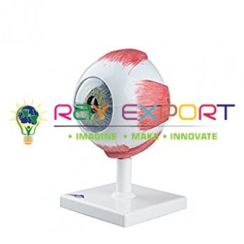 Human Eye 6 Parts Anatomy Model For Biology Lab