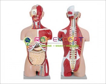 Human Torso With Interchangeable Sex Organs And Open Back For Biology Lab