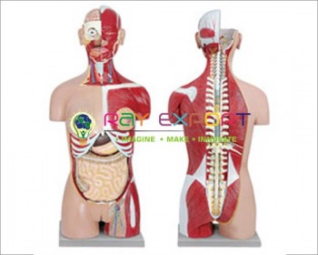 Human Torso Dual Sex 12 Parts For Biology Lab