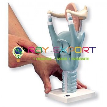 Human Larynx Anatomy Model For Biology Lab