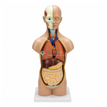 Anatomical Human Torso with Head and Removable Parts