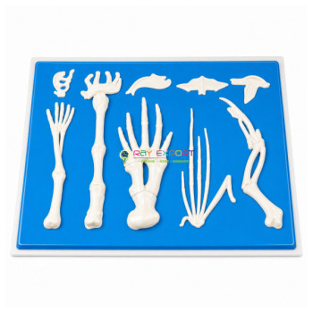 Comparison of Limbs in Vertebrates