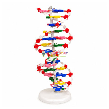 Model of DNA (Helical)